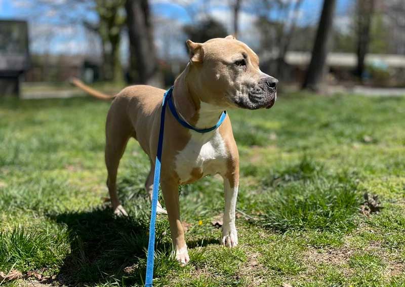 Carousel Slide 4: Dog veterinarians