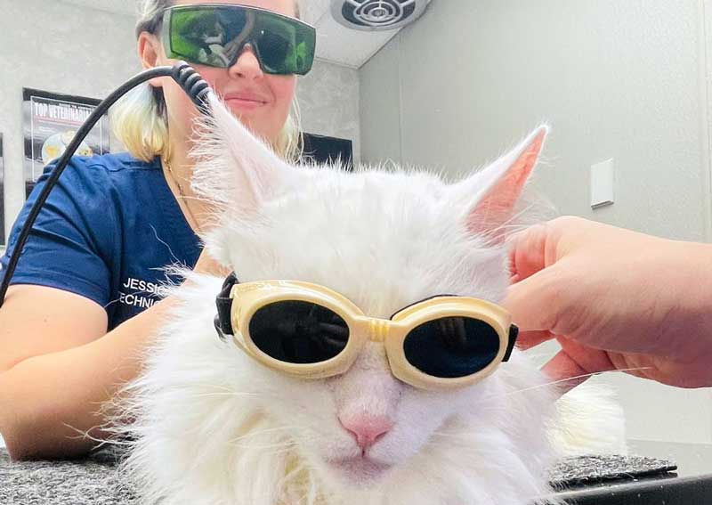 Carousel Slide 5: Pet laser therapy