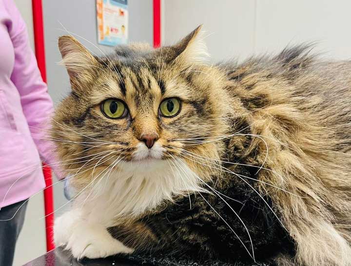 Preventive Care for Cats