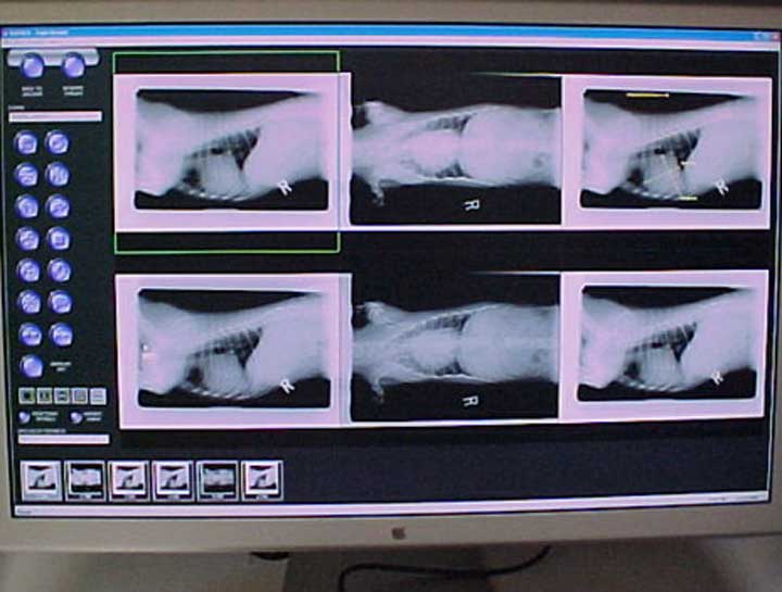 Pet Digital Radiology