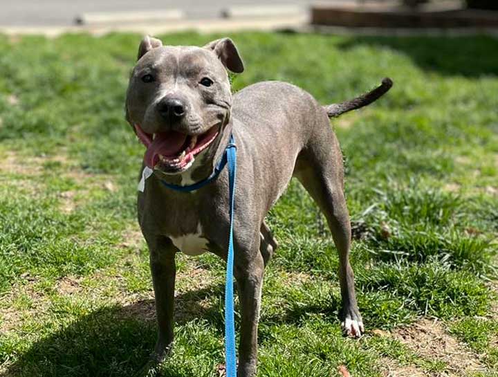 Preventive Care for Dogs