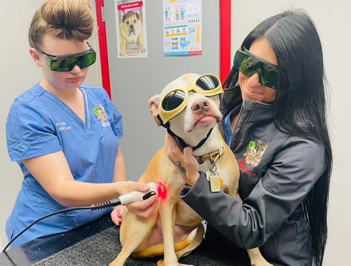 Pet Laser Therapy