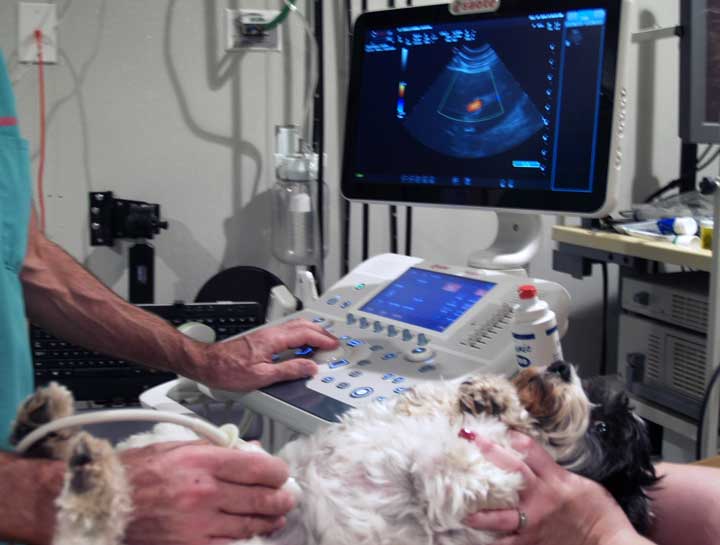 Pet Ultrasound
