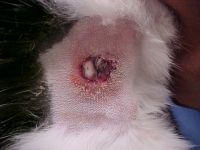 Critter living in wound